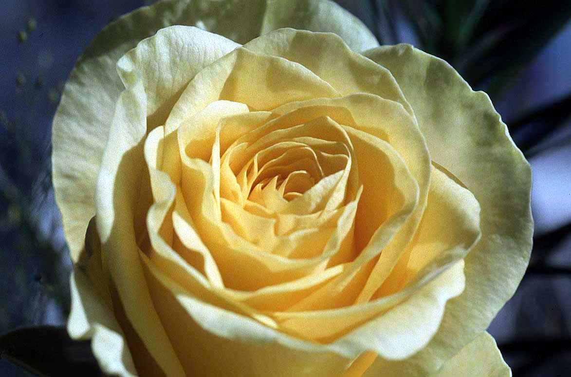 yellow rose 7q1