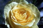 yellow-rose-7q1.jpg (97712 Byte) yellow rose picture bild