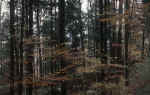 forest-jg5.jpg (235442 Byte) forest