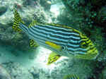 Flot stribbet gul fisk - Maldiverne