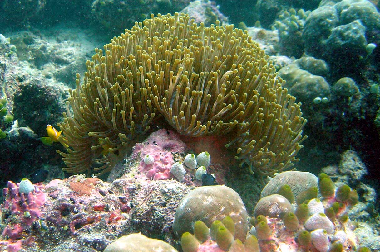 En flot søanemone - Thailand