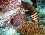 Muræne og en anden fisk - Maldiverne