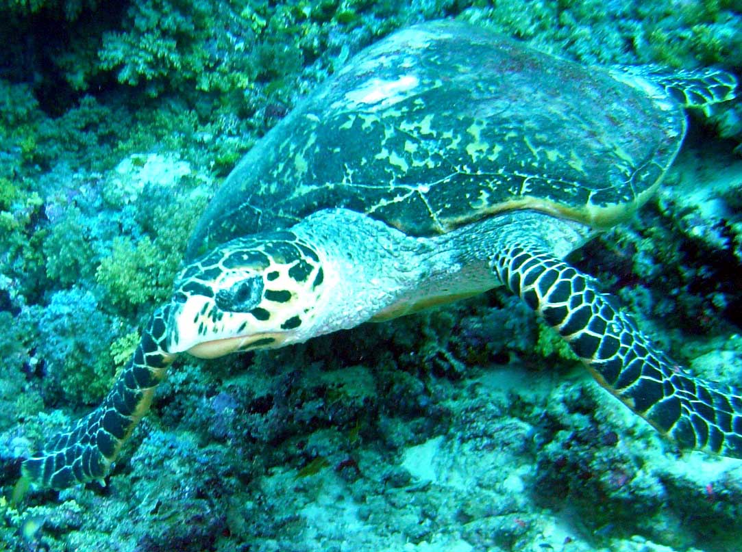 En havskildpadde helt tæt på - Maldiverne