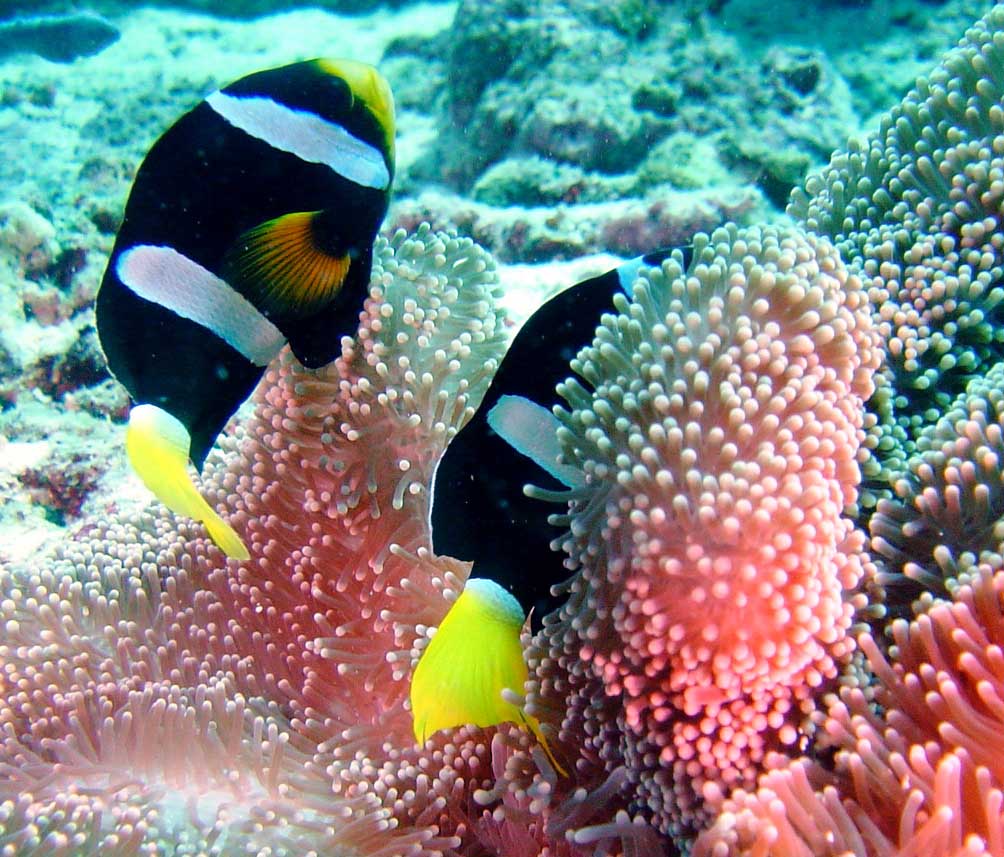 To sorte klovnfisk - Maldiverne