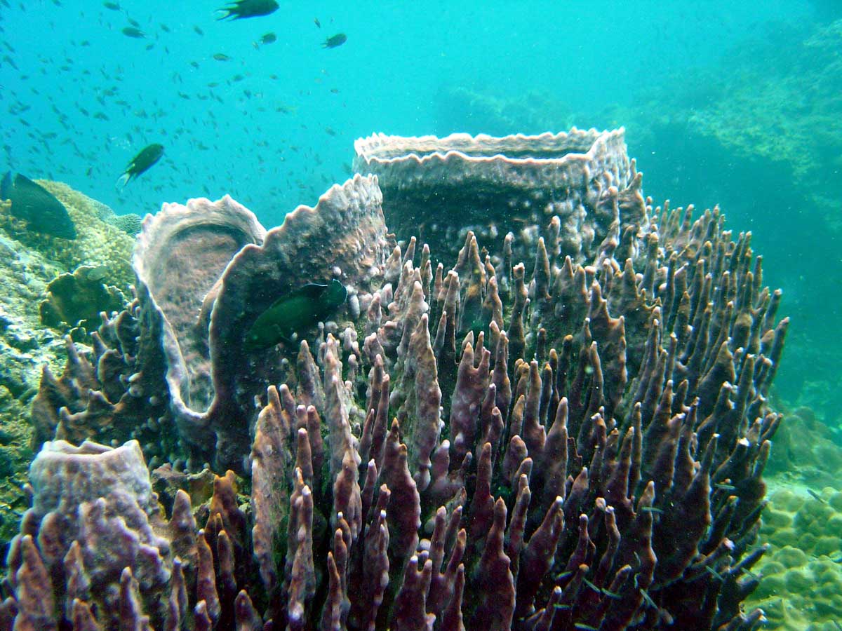     corals-ne6.jpg