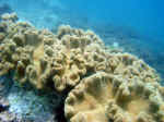 Sjove koraller i Thailand