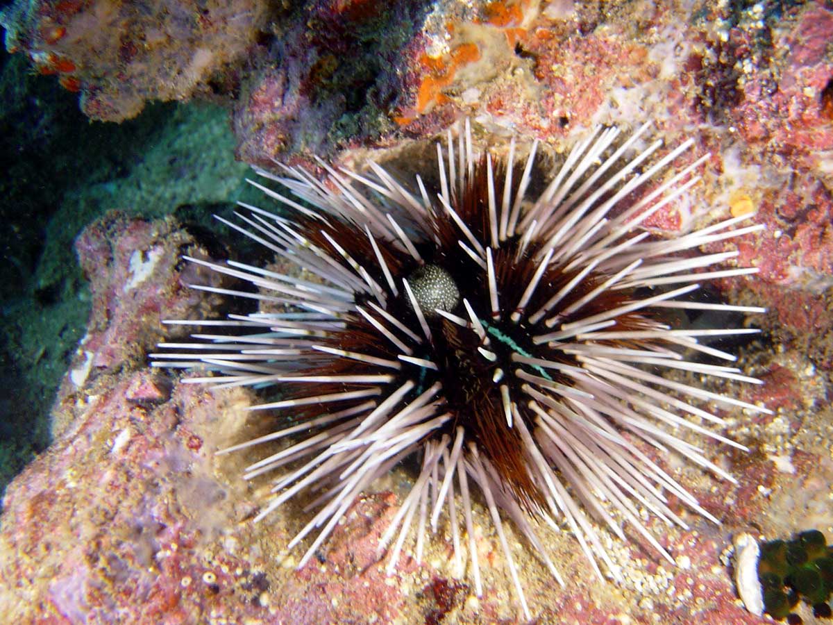     sea-urchin-dt9.jpg