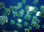 En masse flagermusfisk, Maldiverne