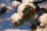 branch-snow_winter.jpg (105118 Byte) winter