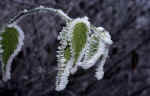 frost-leaf-nlj7.jpg (139662 Byte) winter photo