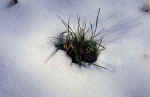 grass-snow-m67d.jpg (196603 Byte) winter picture