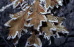 leaf-winter-nj73.jpg (158386 Byte) pic winter