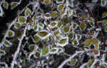 leaves-frost-8j5.jpg (181481 Byte) winter image