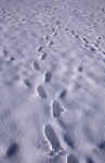 snow-foot-j7gr.jpg (172830 Byte) spuren im schnee