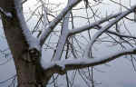 tree-branch-5h2.jpg (144481 Byte) snow tree