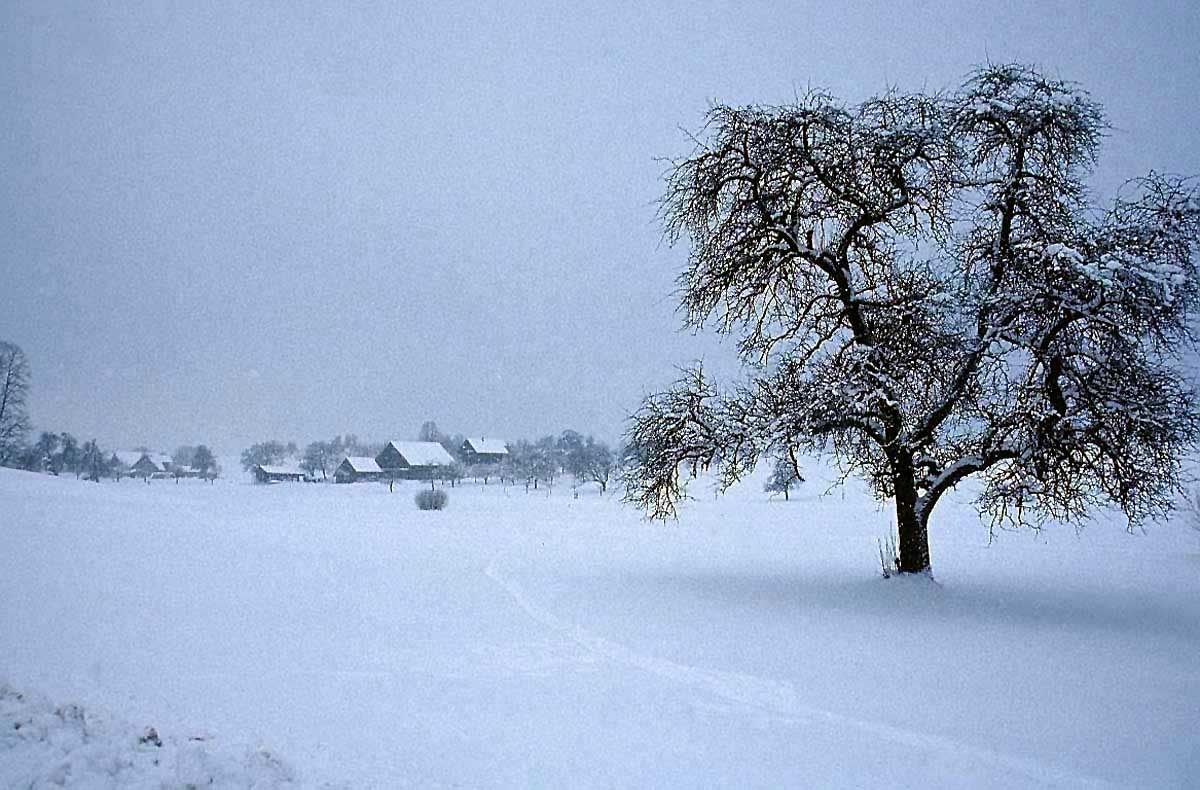 tree winter village