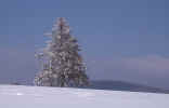 tree_snow-winter.jpg (106498 Byte) winter
