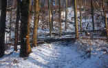 trees_winter-photo.jpg (287630 Byte) winter