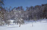 winter-forest-kh8q.jpg (241609 Byte) trees picture