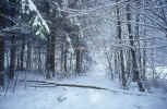 winter-picture_forest-l8.jpg (265323 Byte) winter