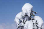 winter-snow-9z72.jpg (113163 Byte) snow pic