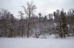 winter-trees-4we.jpg (238371 Byte) forest photo