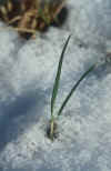 winter_snow-grass.jpg (83283 Byte) snow gras