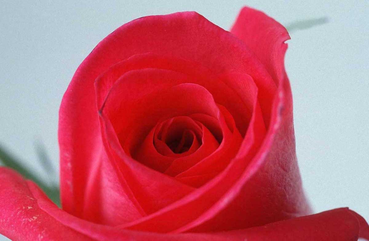 Rose, Parfum, Eau de Rose, Huile de Rose, Confiture... Rose-flower-9as