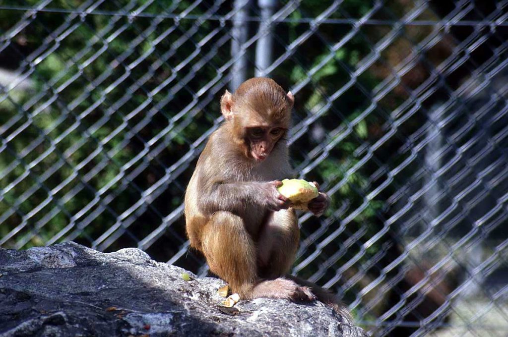 monkey photos