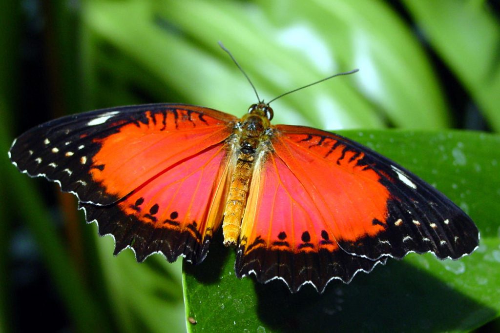 red butterfly 
